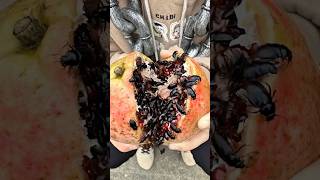 Download lagu Mom bought a “perfect” pomegranate — but the worms got there first!#martialarts#couple #truongcontv mp3