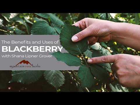 The Benefits and Uses of Blackberry | Featuring Shana Lipner Grover
