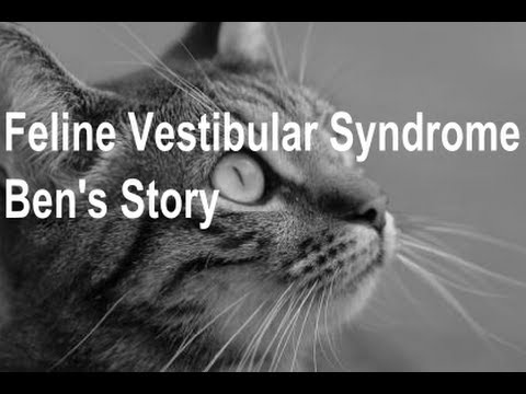 Feline Vestibular Syndrome - Ben's Story