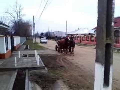 boboteaza victoria judetul braila 2014