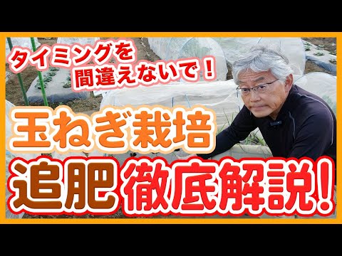タマネギにエプソムソルトを施肥する理由とその方法?  庭園