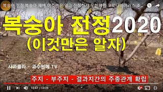 [복숭아 전정]