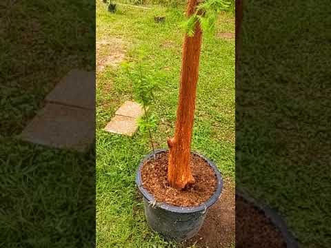 Early work on a Bald Cypress Flattop Bonsai