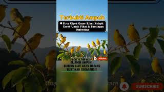 Download lagu TERBUKTI AMPUH! Suara Sirtu Cipoh Ribut Kecepit Non Stop #sirtugacor #cipohgacor #cipohribut mp3