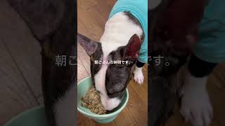 2026.3.31朝ごはん#ブルテリア#bullterrier#犬#犬との暮らし#愛犬#dog#可愛い#わんこ#お散歩#family#パピー #仔犬