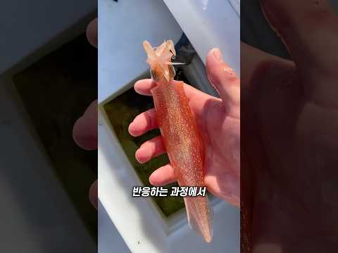 오징어의 색깔이 변하는 이유