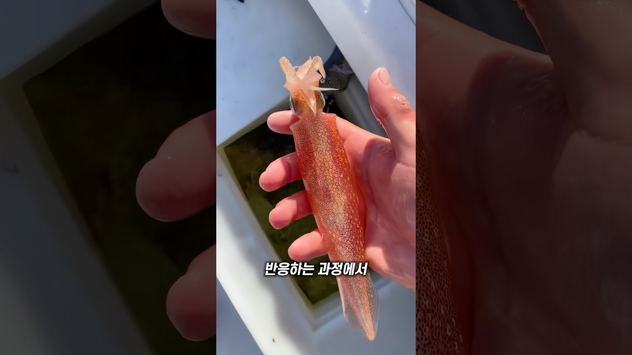 오징어의 색깔이 변하는 이유
