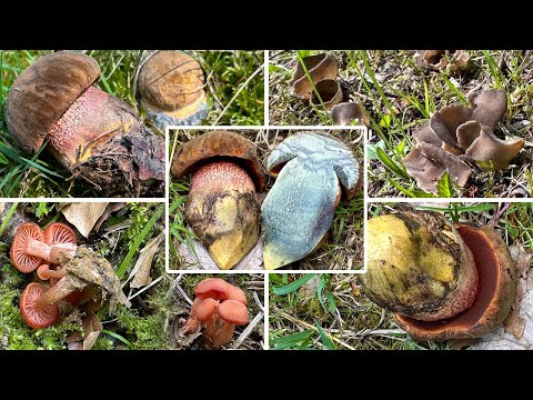 Erste Hexenröhrlinge in Oberbayern | Tolle Vielfalt Anfang Mai | 05.05.2023 | Lacktrichterlinge