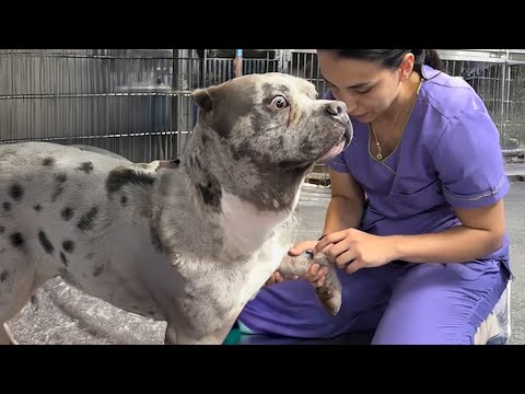 Quand des chiens courageux se rendent chez le vétérinaire... pour sauver une autre vie ❤️funniest reaction