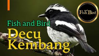 Download lagu decu kembang gacor | burung lain langsung kaget | @fishandbird4910  Khướu mỏ quặp mày trắng mp3