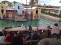 Sea Lion Elmo