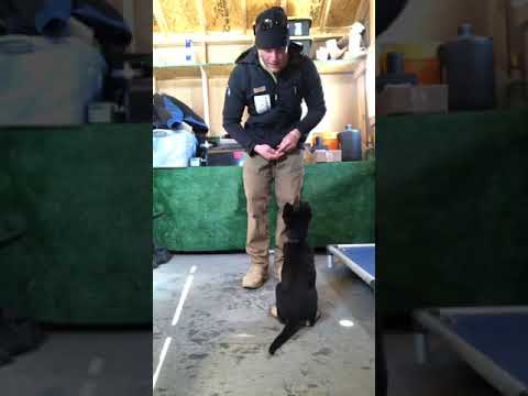 Complete Canine Training video.