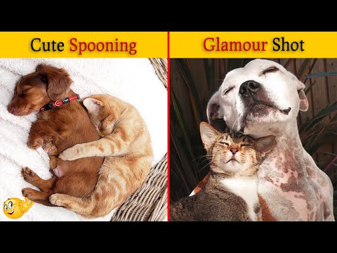 Pawsome Photos of Cats And Dogs Making The Very Best of Friends