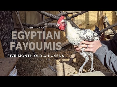 , title : 'Fayoumis Mesir: Ayam Berusia 5 Bulan'