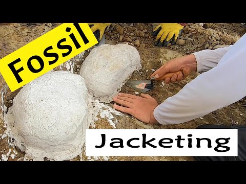 Fossil Jacketing and Flipping