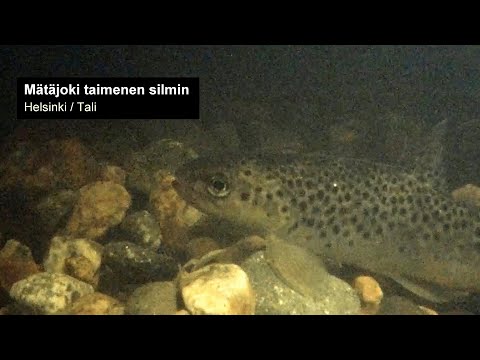 Mätäjoki taimenen silmin - kurkistus pinnan alle | Helsinki