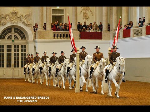 THE WHITE HORSES OF LIPIZZA