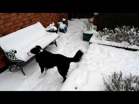Dog Vs Snow