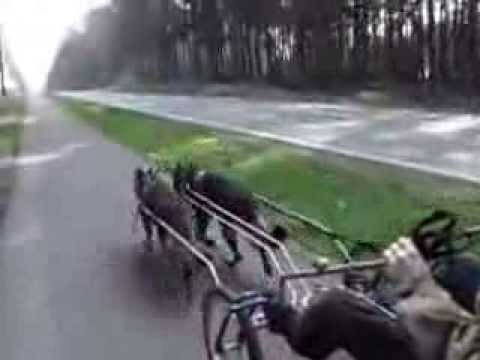 Fiete & Elton vom Zapfenpflücker "Just for fun"