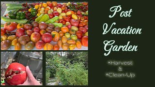Post Vacation Garden Clean Up