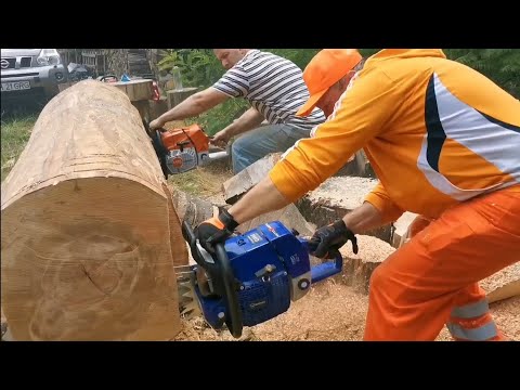 Battle of The Titans Holzfforma G 888 & Husqvarna 3120 & Stihl 881.