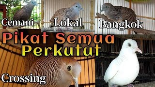 Download lagu Suara Perkutut CAMPURAN untuk pancingan SEMUA JENIS PERKUTUT mp3 Download lagu Suara Perkutut CAMPURAN untuk pancingan SEMUA JENIS PERKUTUT mp3