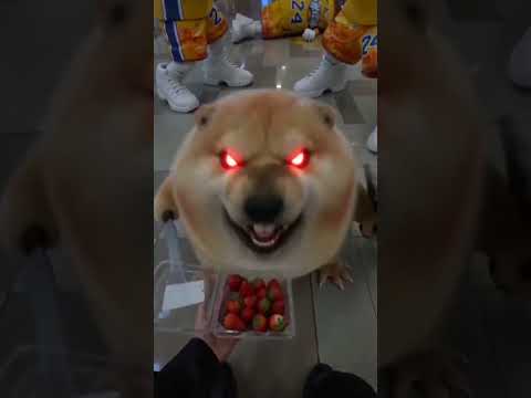 Nuôi tốn cơm tốn gạo, bảo đi cứu người mà nó húc thế này