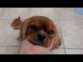 Ruby Cavalier King Charles Spaniel Babies