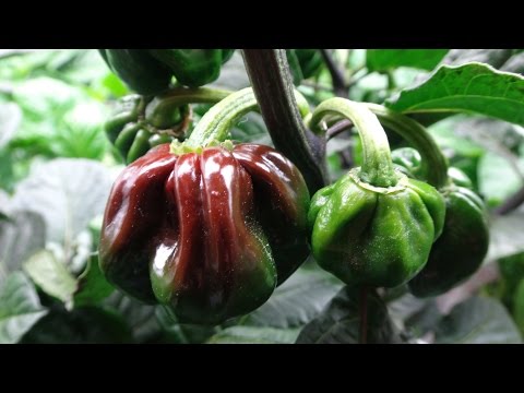 2015 Super Hot Peppers Growing Season - Ep. 08: Fruits Ripening Video