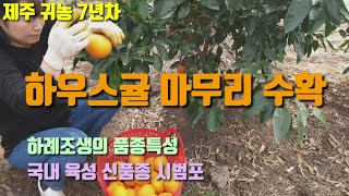 귀농7년차 하우스귤 마무리수확 하례조생품종특성 국내육성신품종시범포 숨비재