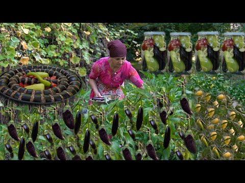 Harvesting eggplants from our own garden and storing them for the winter! - Eggplant kebab recipe