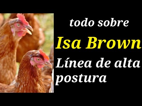 , title : 'Gallina ponedora Isa Brown características, ventajas y desventajas (avicultura y agricultura)'