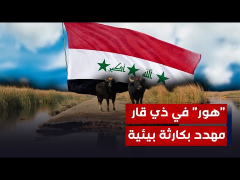 شاهد بالفيديو.. جفاف رغم الشتاء يدفع بآلاف إلى النزوح من أهوار ذي قار إلى مركز المحافظة والمحافظات المجاورة