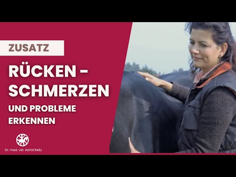 Beide Schultergelenk teypirovat Hüftdysplasie in Chihuahua