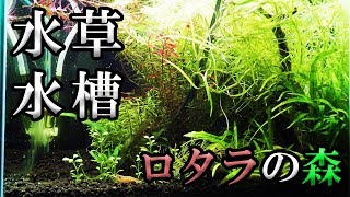 ロタラの森2回目のトリミング!【小型水草水槽】#4