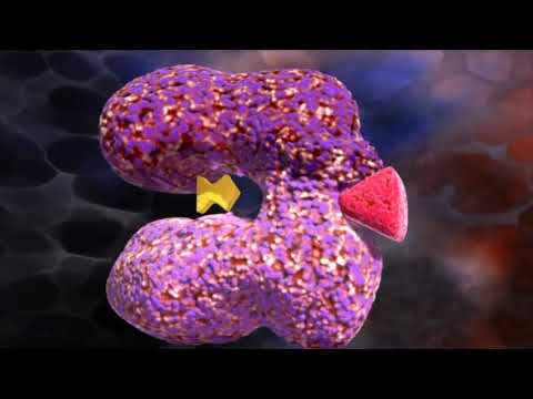 kap5 Hemmung und Regulation der Enzyme