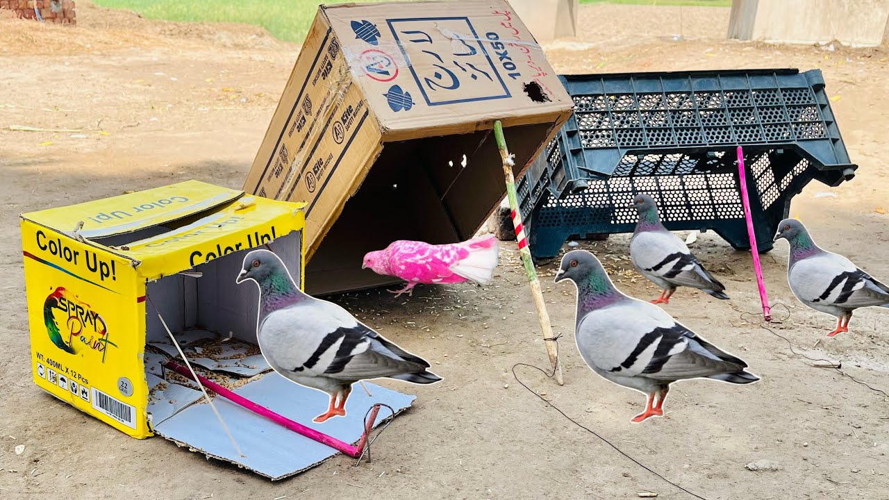 3 Ideas for Pigeon Trap | 3 Traps Bird Trap | Easy Catching Pigeon Traps | @MsBirdTraps |