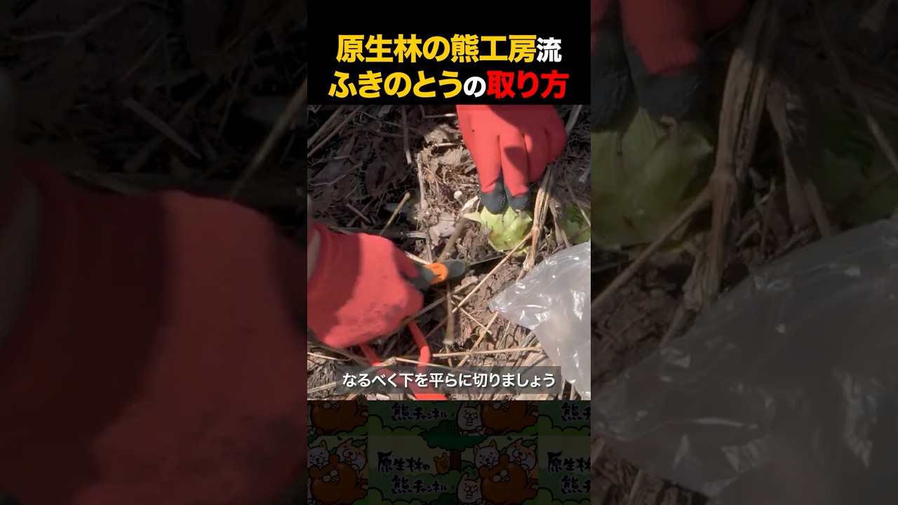 ふきのとうの取り方