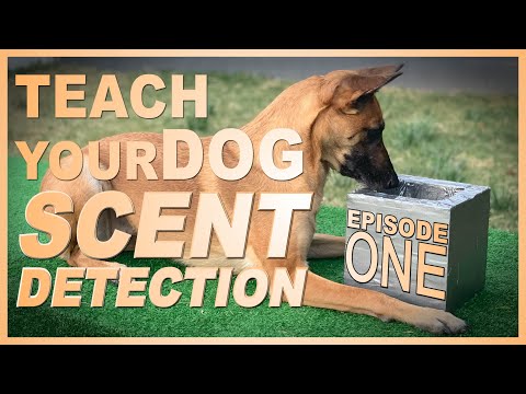 How to Teach Your Dog Scent Detection. Episode 1