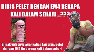 Download lagu HOW MANY DAYS TO FILL PELLET SEEDS WITH EM4...??? #shorts #jajangjamaludin #catfish farming #em4 mp3