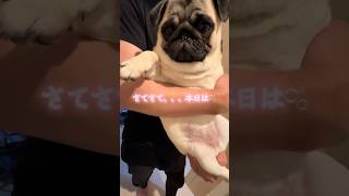 お風呂に入るパグ🛀　#お風呂 #犬との暮らし 　#パグのいる生活