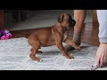 Boxer dogs for sale: Ace - Video 1