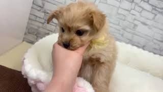 ハーフ犬の動画01