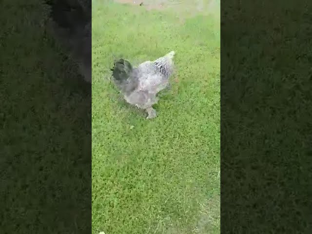 В Алькеевском районе Смышляевы содержат ручных кур и развели диковинный сад из 100 деревьев