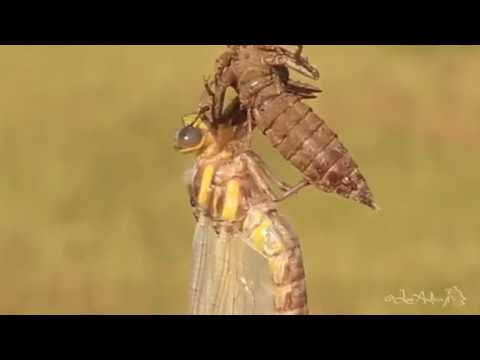 Mezzi contro helminths di uno spettro largo di attività Dove i pesci con vermi sono trovati