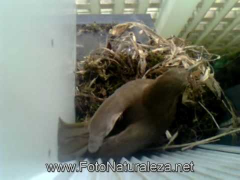 Yiguirro haciendo nido