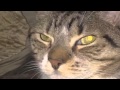 Shonen Knife "Like A Cat" English version