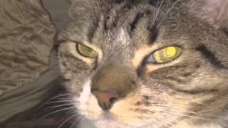 Shonen Knife "Like A Cat" English version