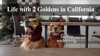 Realistic days of a stay at home dog mom, Trip to NewYork, Making homemade dog supplements, Dog ASMR