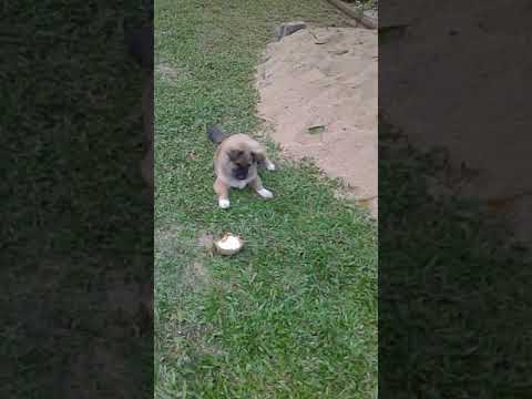 Japanese spritz and shi tzu mix Sri Lanka